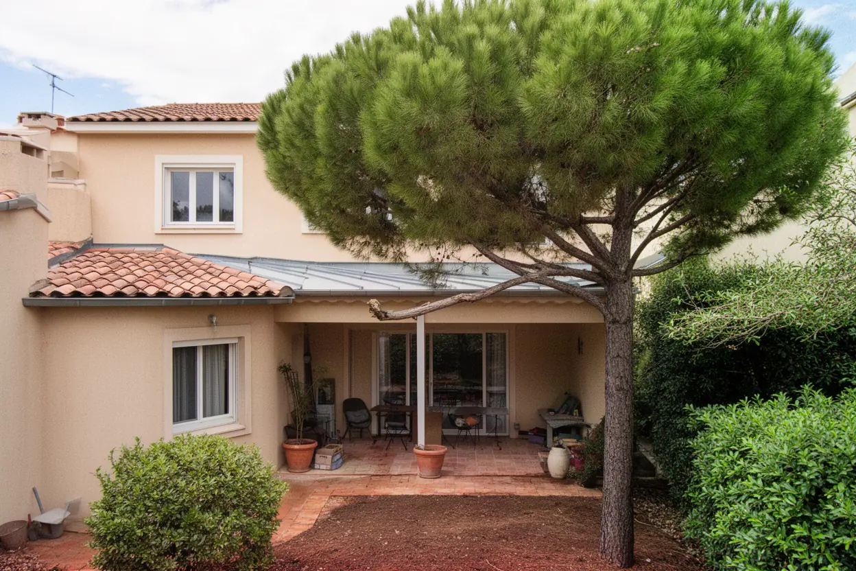 Pin dense avant élagage par grimpe à Cannes