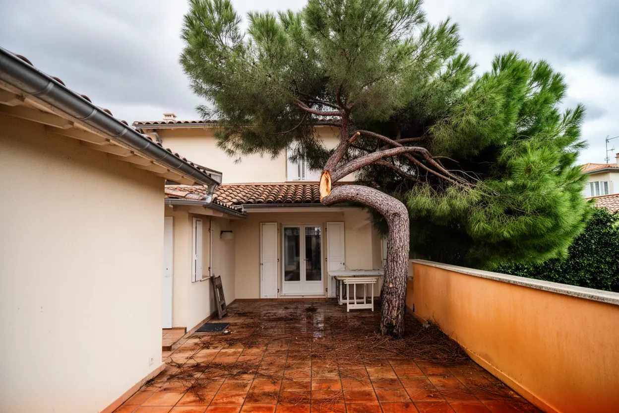 Branche de pin cassée avant intervention à Cannes